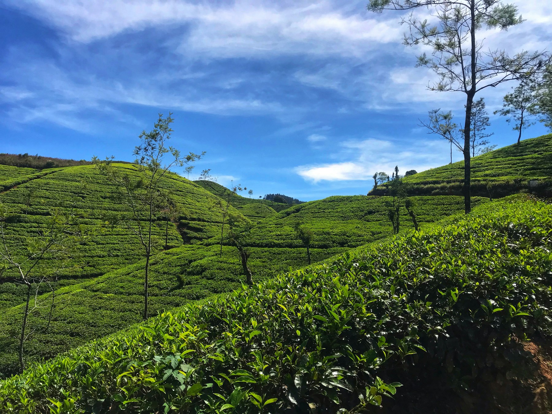 Verdant tea hills in Sri Lanka